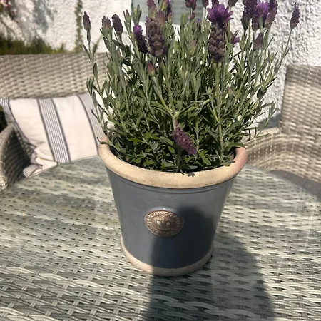 The Garden